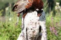 Findus-pheasant