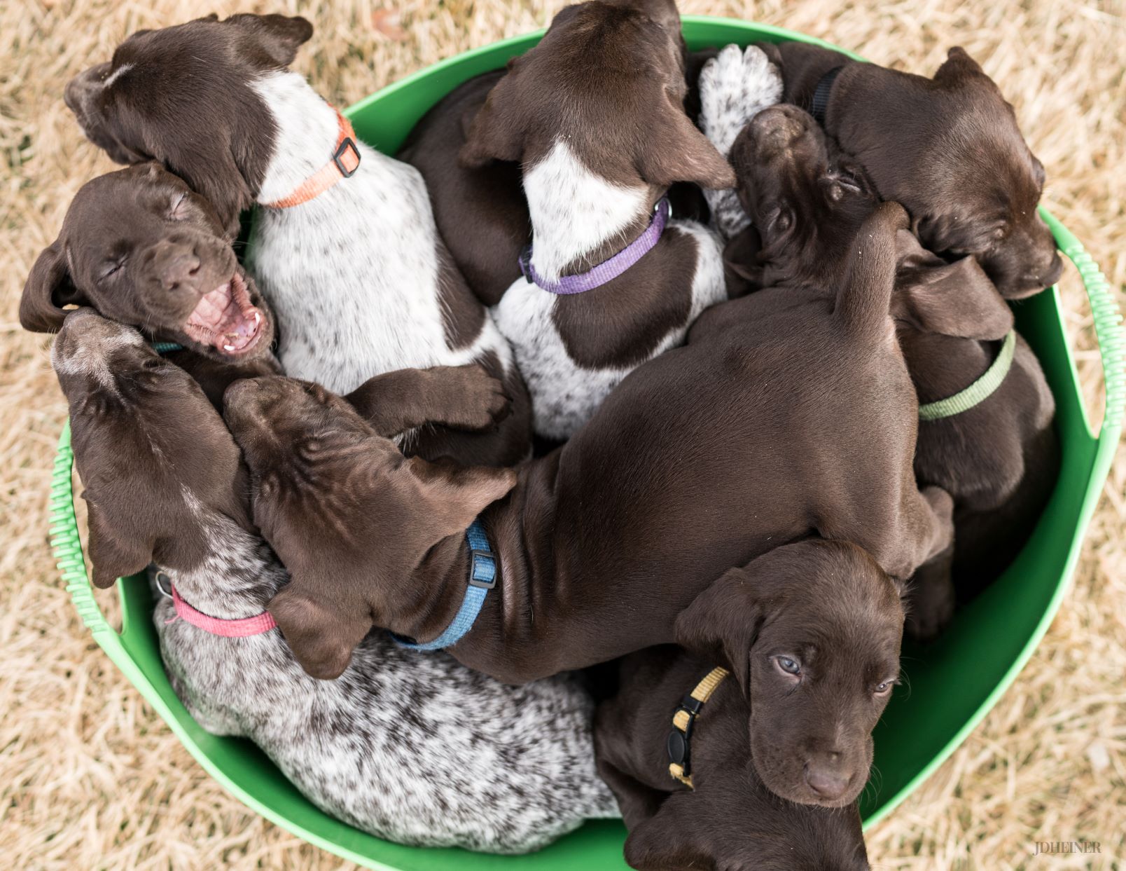 pileofpups