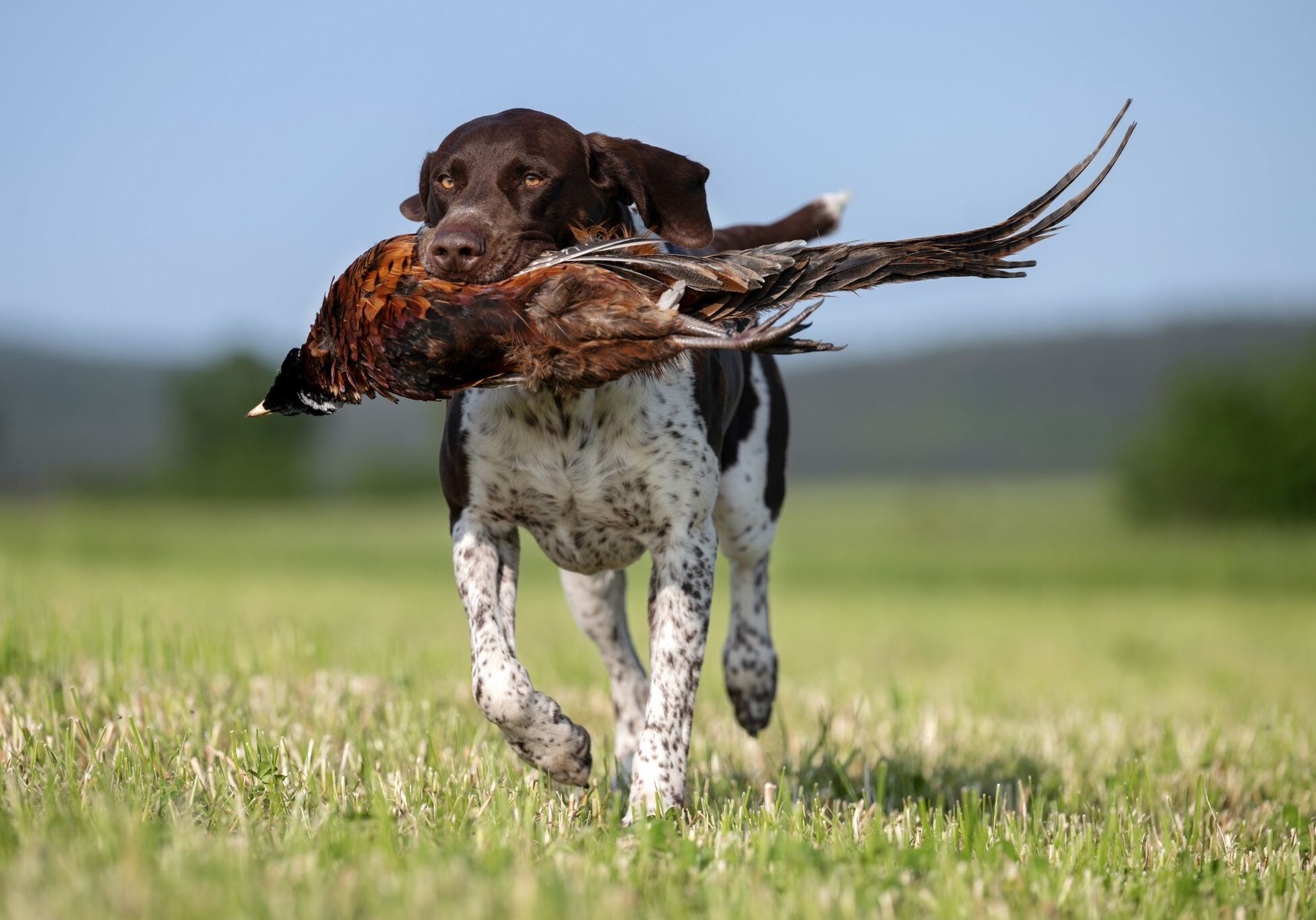 Amigo pheasant